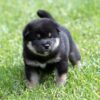 Sweet beautiful puppies