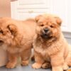 Chow Chow puppies for sale online, loyal companions, fluffy, and easy to train.