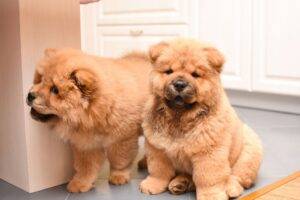 Chow Chow puppies for sale online, loyal companions, fluffy, and easy to train.