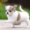 Intelligent and loyal Chihuahuas, ideal for apartments, low-maintenance, and easy to train.