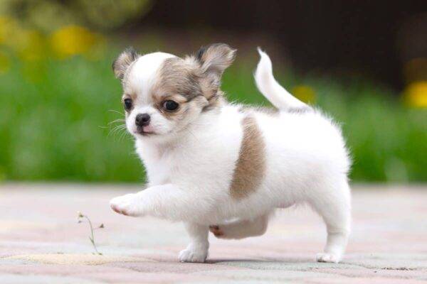 Intelligent and loyal Chihuahuas, ideal for apartments, low-maintenance, and easy to train.