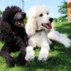 Smart, loyal Standard Poodle puppies for sale, excellent family pets.