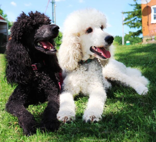 Smart, loyal Standard Poodle puppies for sale, excellent family pets.