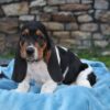 Gentle, loyal, and affectionate Basset Hounds, great with children and ideal for first-time dog owners.