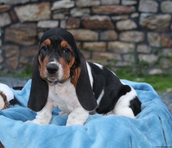 Gentle, loyal, and affectionate Basset Hounds, great with children and ideal for first-time dog owners.