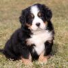 Loyal and affectionate Bernese Mountain Dogs, perfect family companions with a gentle nature.