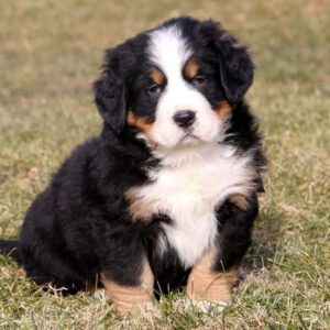 Loyal and affectionate Bernese Mountain Dogs, perfect family companions with a gentle nature.