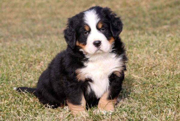 Loyal and affectionate Bernese Mountain Dogs, perfect family companions with a gentle nature.
