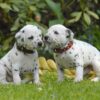 Affectionate and loyal Dachshunds, playful and intelligent, perfect for families.