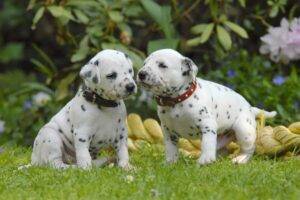 Affectionate and loyal Dachshunds, playful and intelligent, perfect for families.