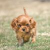 Affectionate and adaptable Cavaliers, great with children, easy to train, and social with other pets.