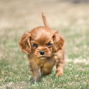 Affectionate and adaptable Cavaliers, great with children, easy to train, and social with other pets.