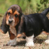 Gentle, loyal, and affectionate Basset Hounds, great with children and ideal for first-time dog owners.