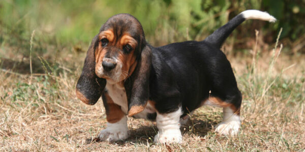 Gentle, loyal, and affectionate Basset Hounds, great with children and ideal for first-time dog owners.