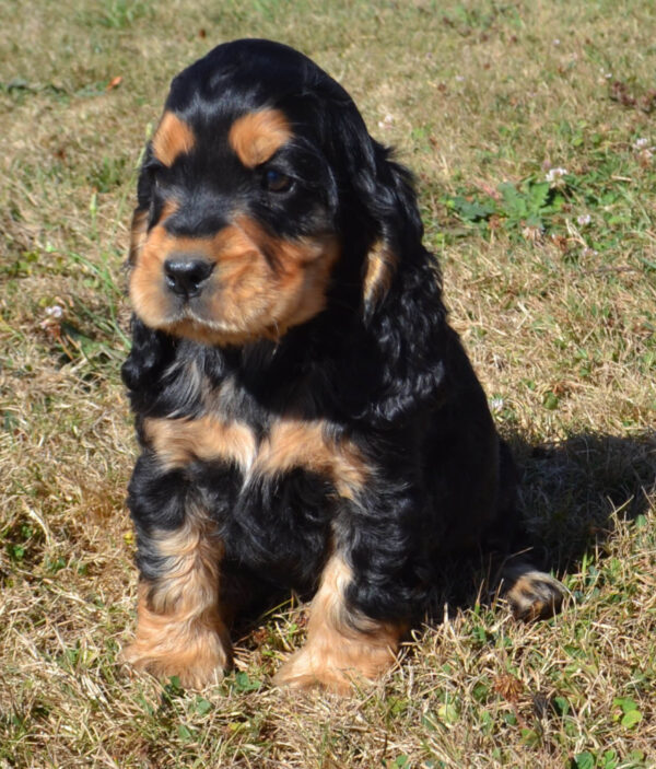 Lively and playful Cocker Spaniel puppy, ideal family pet and great with children and other animals.