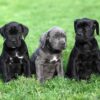 Loyal Cane Corso, protective family pet, low maintenance, and impressive watchdog.