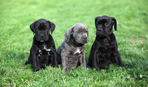 Loyal Cane Corso, protective family pet, low maintenance, and impressive watchdog.