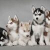 Siberian Husky puppies for sale, friendly and playful companions for families.