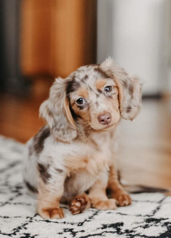 Affectionate and loyal Dachshund, playful companion, low maintenance, and great for families.