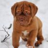 Loyal and protective Bullmastiff, ideal family pet for homes with older children.