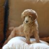 Smart, loyal Standard Poodle puppies for sale, excellent family pets.