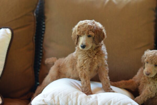 Smart, loyal Standard Poodle puppies for sale, excellent family pets.