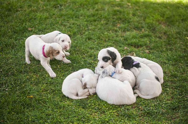 Affectionate and loyal Dachshunds, playful and intelligent, perfect for families.