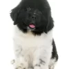 Gentle, family-friendly Newfoundland puppies for sale, great with kids and pets.