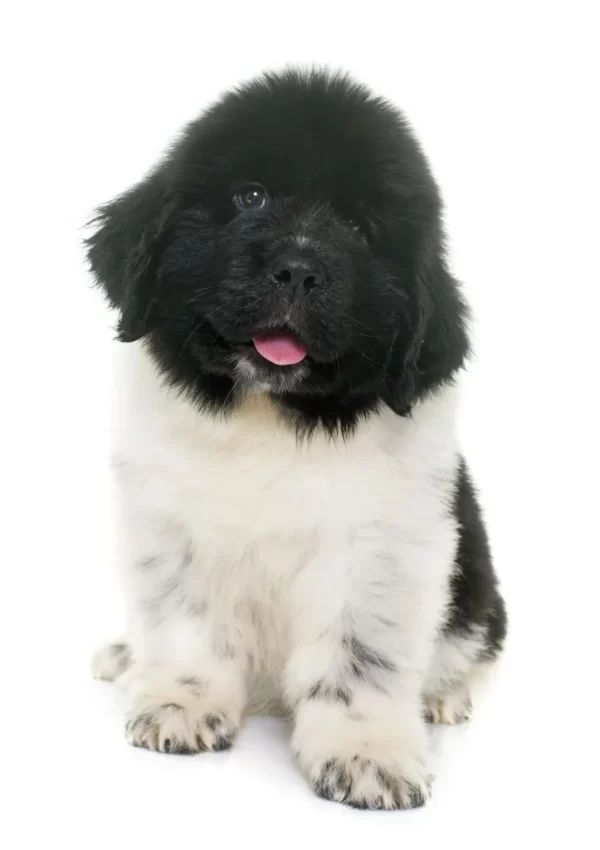 Gentle, family-friendly Newfoundland puppies for sale, great with kids and pets.