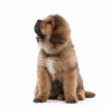 Tibetan Mastiff puppies for sale, loyal and protective family guardians.