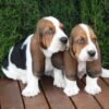 Gentle, loyal, and affectionate Basset Hounds, great with children and ideal for first-time dog owners.