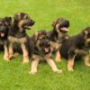 German Shepherd puppy for sale, intelligent, loyal, and protective family companion.