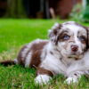 Intelligent and loyal Australian Shepherds, energetic dogs that love outdoor adventures with their owners.