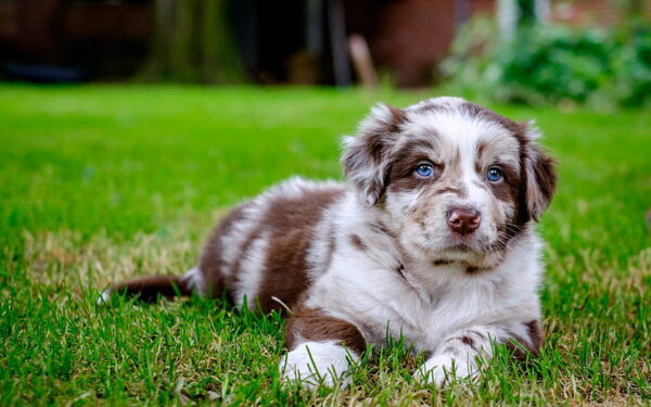 Intelligent and loyal Australian Shepherds, energetic dogs that love outdoor adventures with their owners.