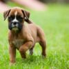 Playful and affectionate Boxers, intelligent and energetic, ideal for active families.