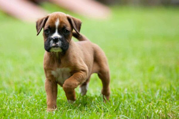 Playful and affectionate Boxers, intelligent and energetic, ideal for active families.