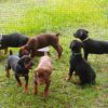 Loyal Doberman puppy for sale online, intelligent, low-maintenance, and great for active families.