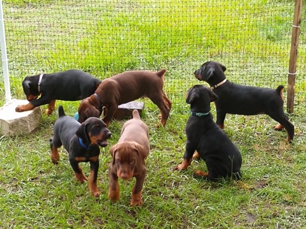 Loyal Doberman puppy for sale online, intelligent, low-maintenance, and great for active families.