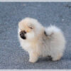 Playful, loyal Pomeranian puppy for adoption, family-friendly and apartment-adaptable.