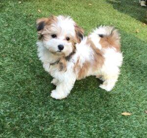 Morkie Puppy