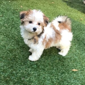 Morkie Puppy