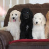 Smart, loyal Standard Poodle puppies for sale, excellent family pets.