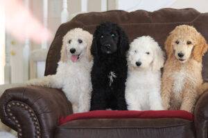 Smart, loyal Standard Poodle puppies for sale, excellent family pets.