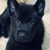 German Shepherd puppy for sale, intelligent, loyal, and protective family companion.