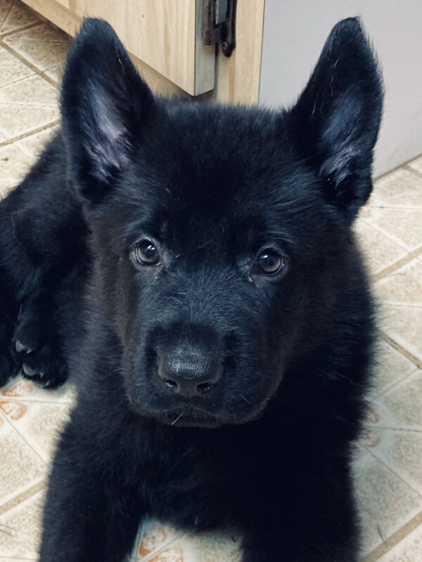 German Shepherd puppy for sale, intelligent, loyal, and protective family companion.