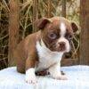 Affectionate and easy-to-train Boston Terriers, low-maintenance and great for first-time dog owners.