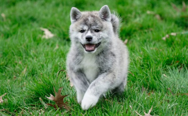 Quiet and obedient Akitas, affectionate with family, protective, and independent-minded.