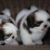 Adorable Shih Tzu puppies for sale in the USA, perfect furry companions at affordable prices.