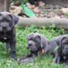 Loyal Cane Corso, protective family pet, low maintenance, and impressive watchdog.