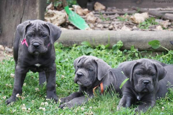 Loyal Cane Corso, protective family pet, low maintenance, and impressive watchdog.